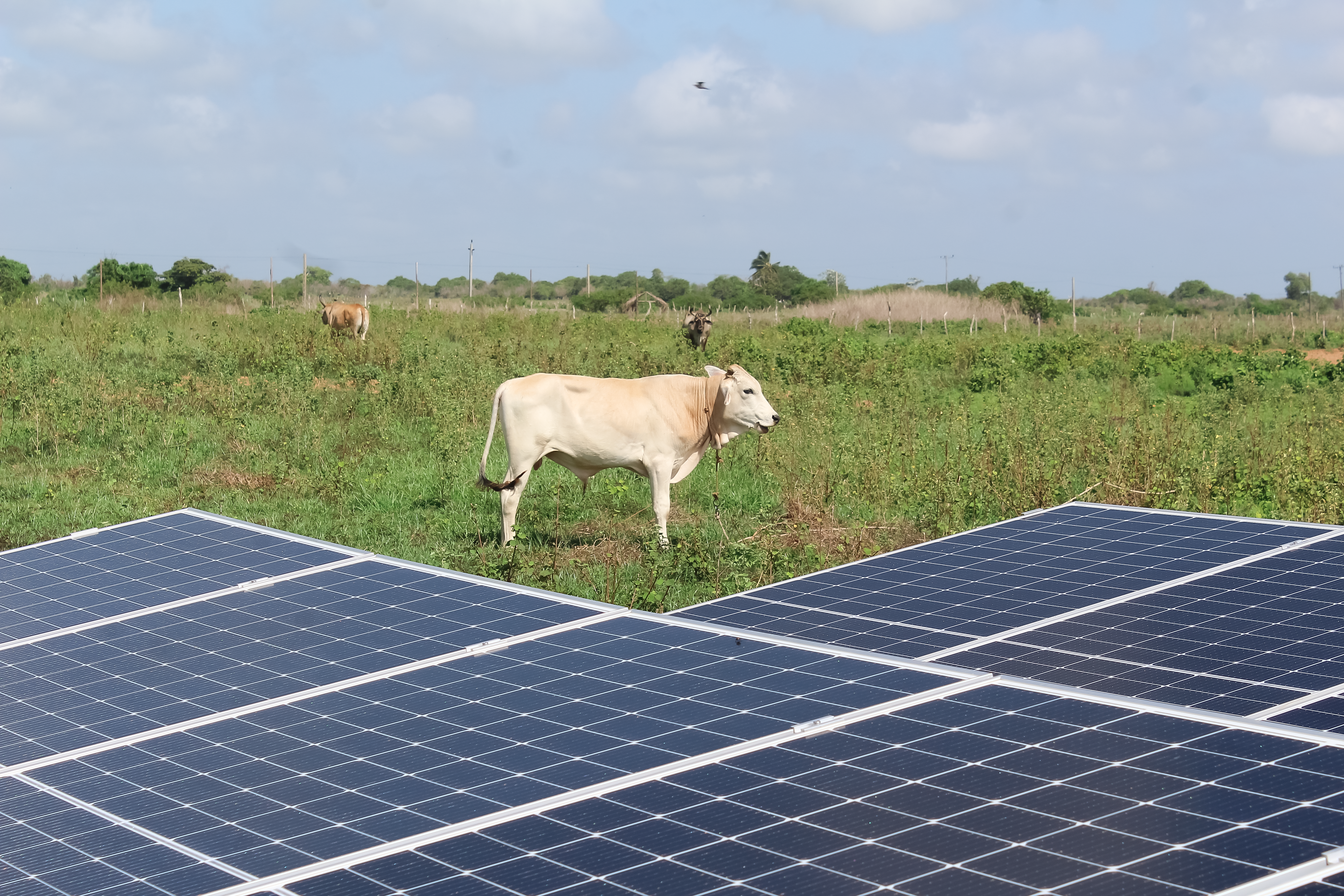 grünes Feld, Solarpanel und Kuh